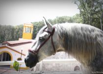 4W5A7095 (Copiar)